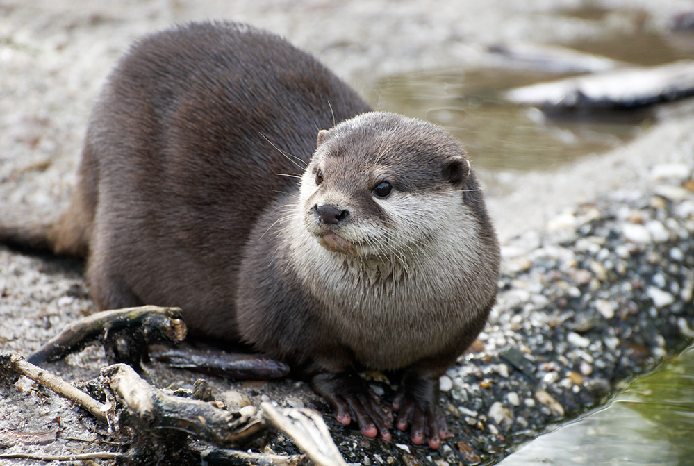 <p>Family Mustelidae</p><p>River Otter</p>