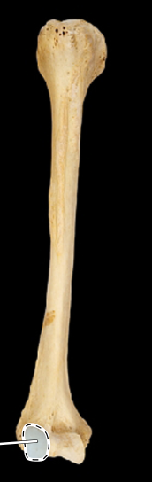 <p>Humerus, anterior view, right side</p>