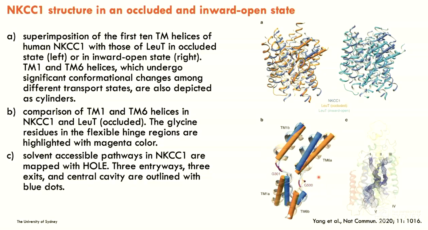 <p>In an occluded and inward-open state</p>