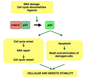 p53 keeps cells from entering mitosis after DNA is damaged by the radiation for at least 96 hrs. When it is completely absent, cells with DNA damage begin replicating again at about 48 hrs

\
p53 activates in response to DNA damage and "assesses" whether they can be repaired. If DNA damage is limited, p53 activates DNA repair proteins. If DNA damage is so severe that it cannot be repaired, p53 activates the cascade of events leading to apoptosis, and the cell dies