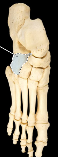 <p>Bones of the foot, superior view, right side</p>