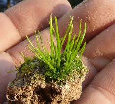 <p>Sporophyte grows from basal region “Horns = upright spore stalks”</p>