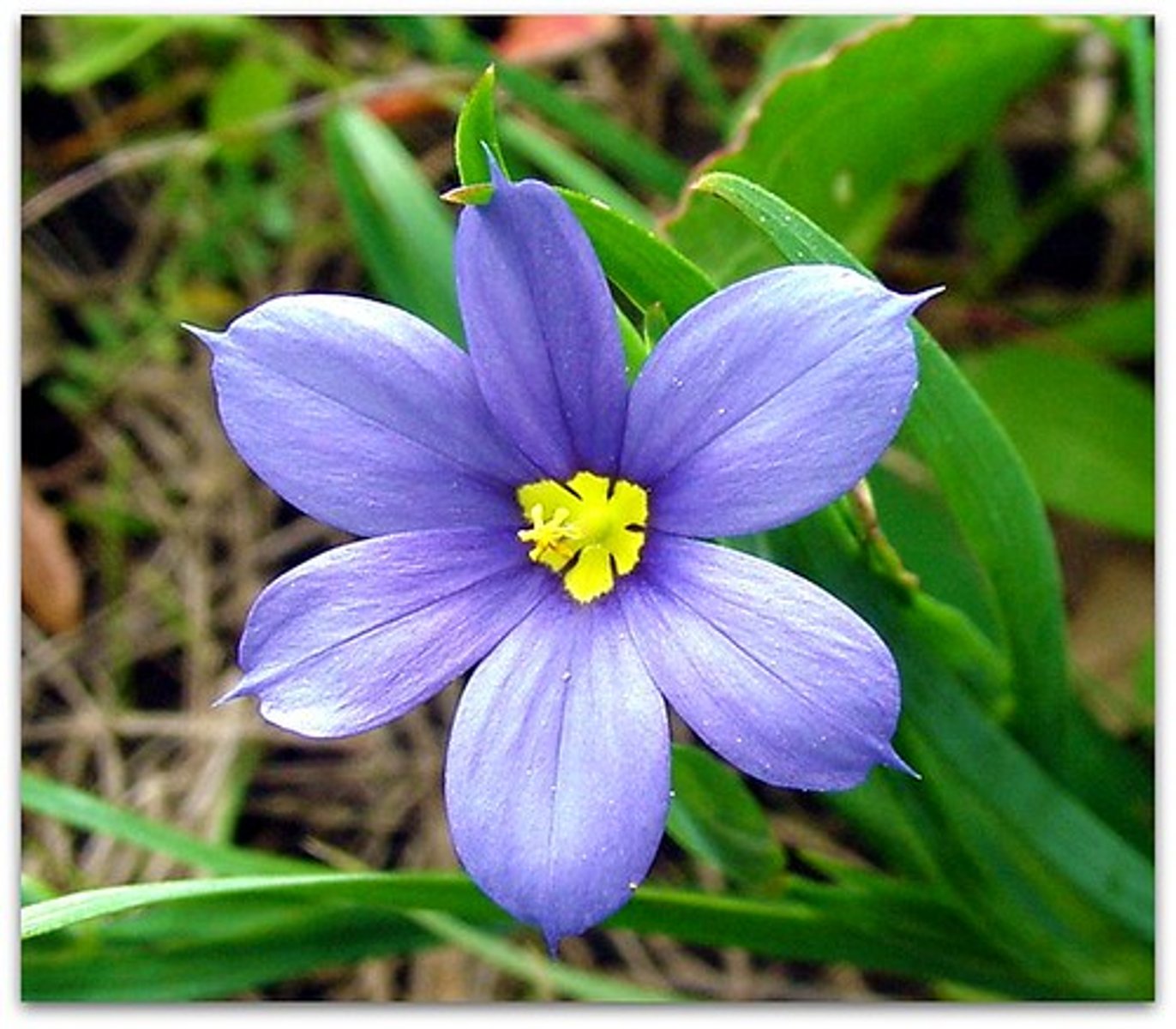 <p>- Narrow leaves with parallel veins</p><p>- Flower petals are in multiples of three</p><p>- Have one seed leaf (cotyledons)</p>