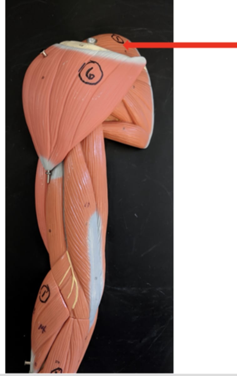 <p>what is this?</p>