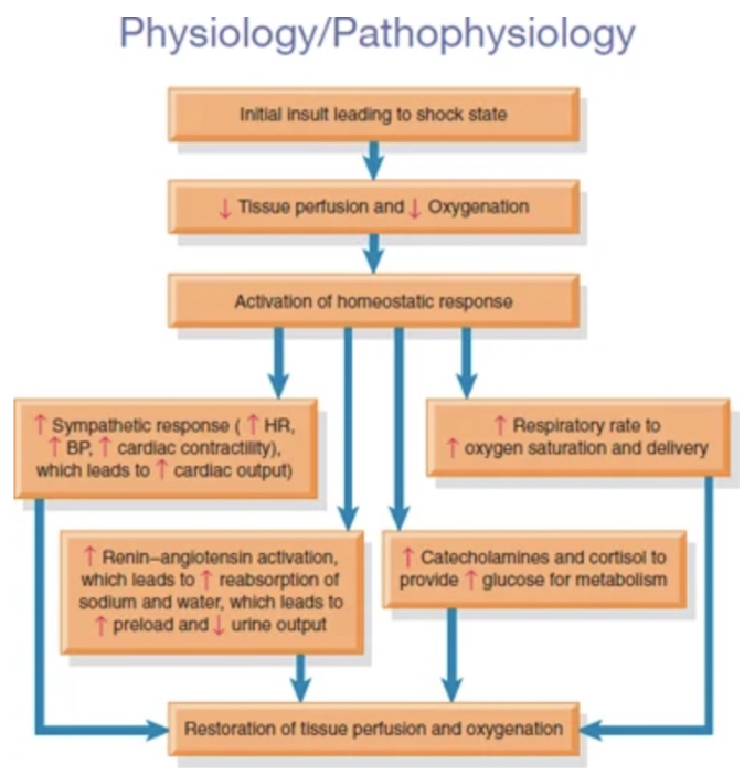 <ol><li><p>The initial insult that caused the shocked state</p></li><li><p>Decrease in tissue perfusion and the start of decreased oxygenation to tissues</p></li><li><p>Decreases start/spur the activation of the homeostatic response</p></li><li><p>Sympathetic response (fight or flight) is activated to increase cardiac output (including fresh O2 and nutrients to tissues) in order to compensate; to restore tissue perfusion and oxygenation, vitals increase</p></li><li><p>Renin-angiotensin activation hits the kidneys to:</p><ul><li><p>Increase reabsorption of sodium and water</p></li><li><p>Increase preload (due to increase fluid)</p></li><li><p>Decrease urinary output</p></li></ul></li><li><p>Increase in catecholamines and cortisol:</p><ul><li><p>Responses to help the glucose in the anaerobic metabolism</p></li></ul></li></ol>