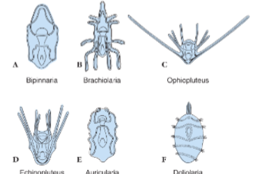 <ul><li><p>Ophiuroids: Ophiopluteus</p></li><li><p>Echinoids: Echinopluteus</p></li><li><p>Holothuroids: Auricularia</p></li><li><p>Crinoids: Doliolaria</p></li></ul><p></p>