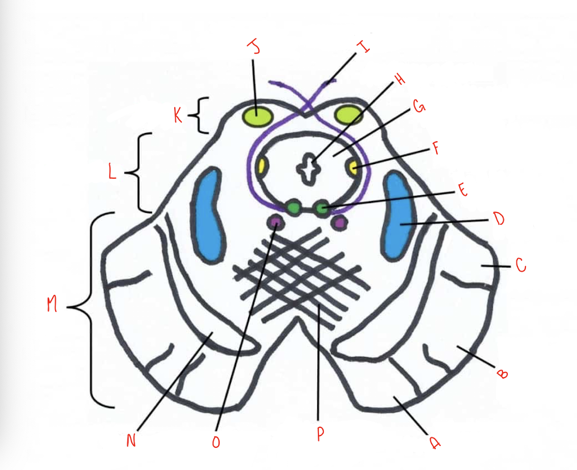 <p>What structure of the sliced inferior colliculus section of the midbrain is labeled C?</p>