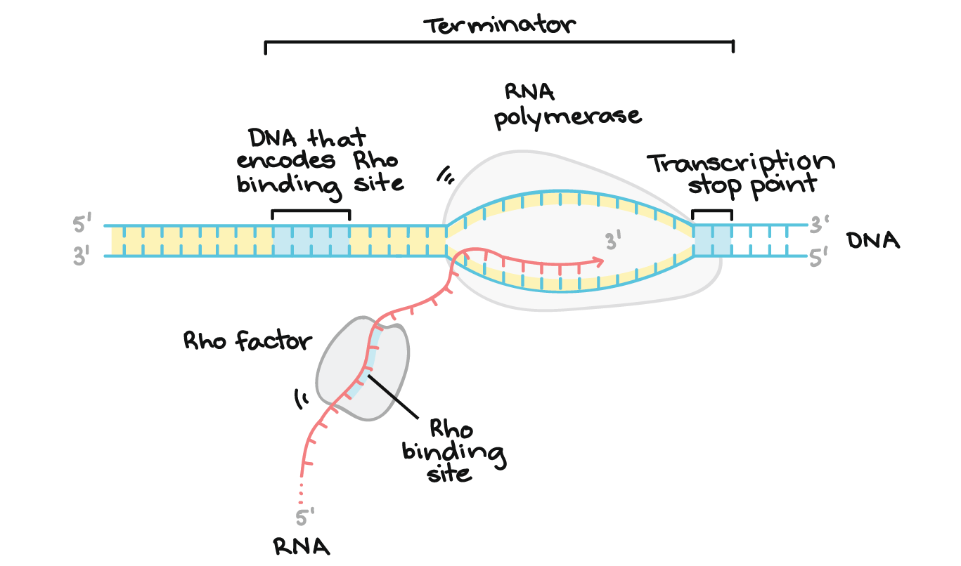 <p><u>Rho</u>: an ATP-dependent helicase that unzips DNA by breaking H bonds</p><p>recognizes and binds to a Rut site in the RNA <em>(C-rich region that lacks secondary structure)</em> and moves 5’ to 3’ until it encounters RNA polymerase, which has paused near the 3’ end of transcription</p><p></p>