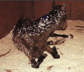 <p>-usually subacute</p><p>-hepatic swelling, biliary obstruction</p><p>-gastric impaction (esp in donkeys and minis)</p>