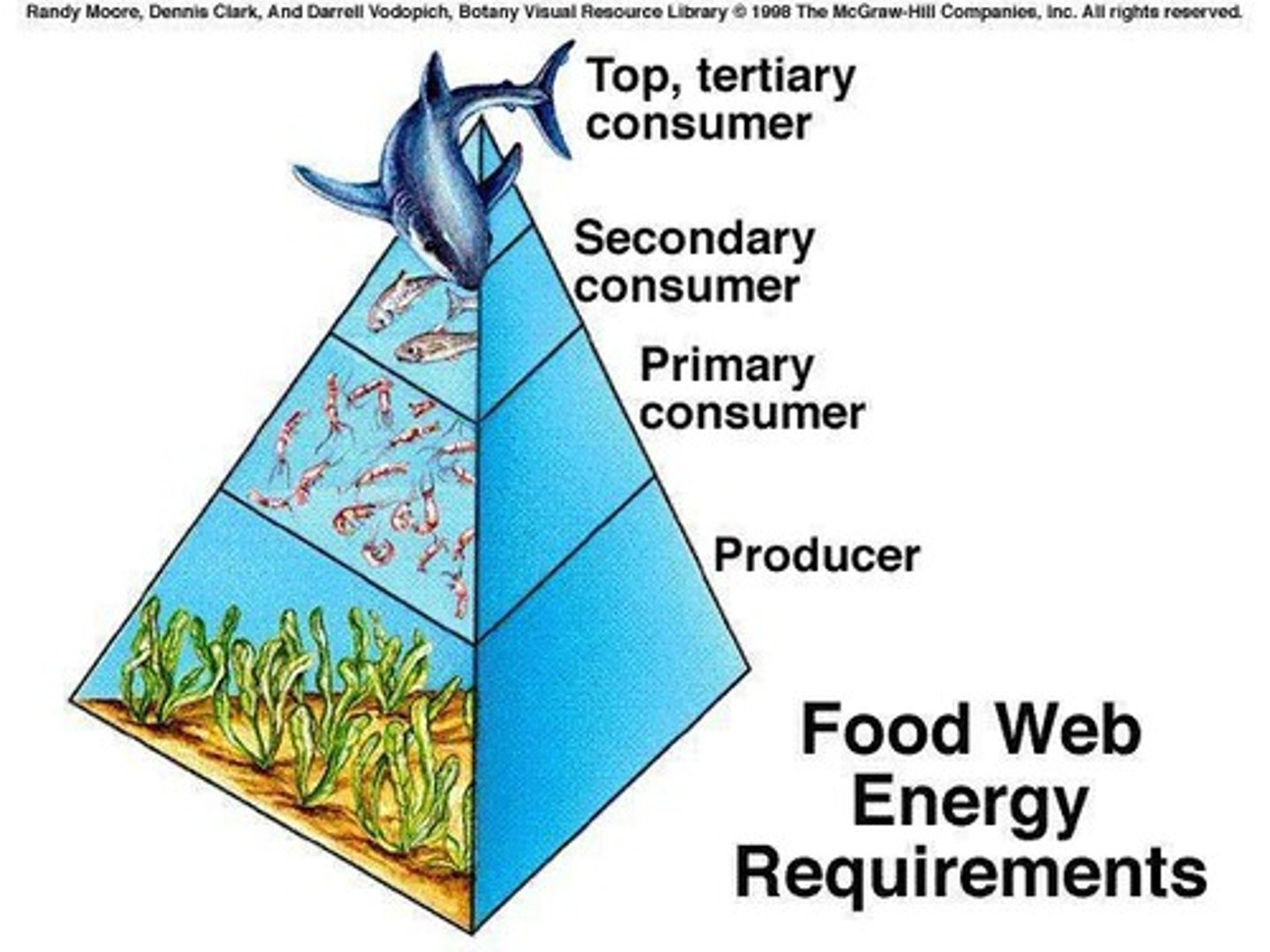 <p>Transfer of energy through food chains and webs.</p>