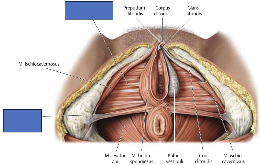 <p>m. transversus perinei profundus et superficialis</p>