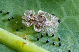 <p>Hemiptera</p><p>lace bugs</p>