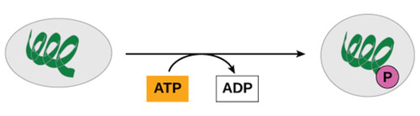 <p>transferring phosphate from</p><p>ATP to another molecule</p>