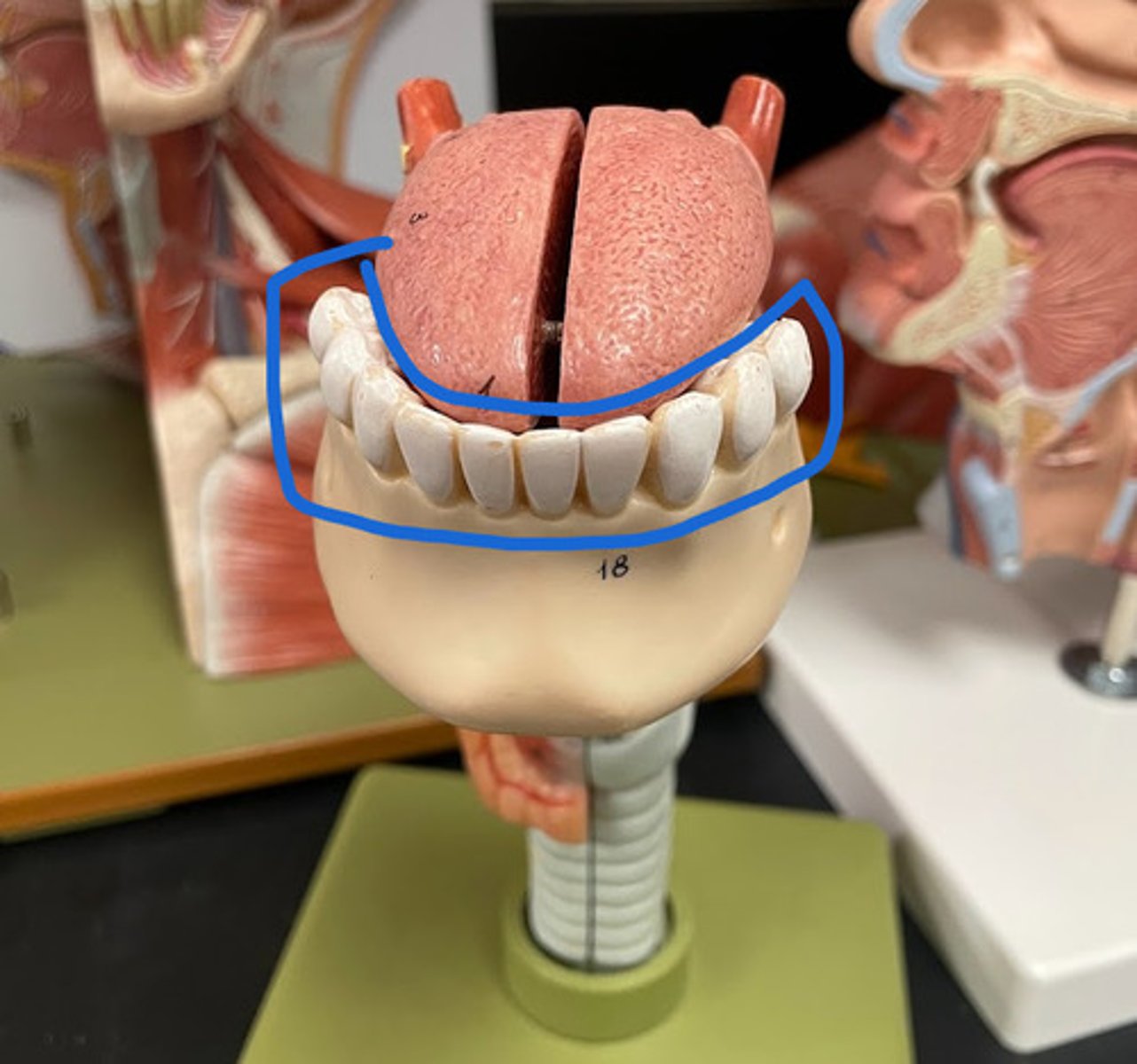 knowt flashcard image