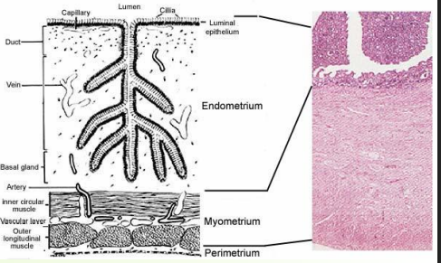 <p>» Uterine wall is three-layered</p><p></p><p>» Mucosal layer (<strong>endometrium</strong>) internal lining</p><p>• Thickness varies with oestrus cycle</p><p>• Numerous tubular glands</p><p>• Ruminants have <strong>uterine caruncles</strong> (attachment sites of embryonic membranes), attach to foetal <strong>cotyledons</strong></p><p></p><p>» Muscle layer (<strong>myometrium</strong>)</p><p>• External longitudinal muscle layer</p><p>• Internal circular muscle layer</p><p>• Smooth (involuntary) muscle</p><p>• Responsible for uterine contractions</p><p>• Coordinated activity: longitudinal contractions ‘shorten utuerus’ while circular contractions push out contents.</p>