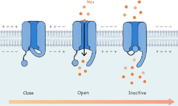<p>What are the 3 states of the sodium channels (add diagrams)</p><p>State what they are and what happens with the activation and inactivation gate and why that happens</p>