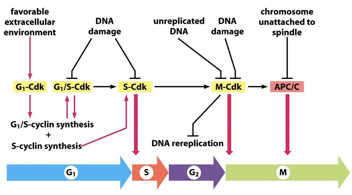 <p>1) Start (G1 to S)</p><p>2) G2 to M</p><p>3) Metaphase Anaphase</p>