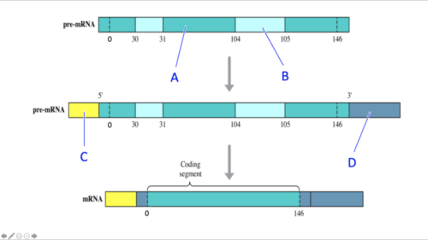 <p>The diagram below depicts the steps in the processing of pre-mRNA into mRNA in eukaryotes. The different parts of the pre-mRNA and the different modifications that occur during processing of the pre-mRNA are indicated by different colours in the diagram. The numbers in the diagram represent the codon numbers (the first codon of the coding region is assigned the number 0, the second codon is assigned the number 2 etc.) and the positions of codons 0, 30, 31, 104, 105 and 146 are indicated in the diagram). What part of the pre-mRNA or modification of the pre-mRNA during processing are indicated by the labels A, B, C and D in the diagram?</p>