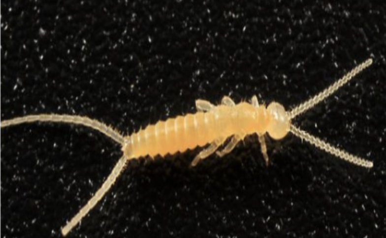 <p> Larger than proturans (2 – 5 mm</p><p>typically, with exceptionally large ones</p><p>reaching 5 mm)</p><p>• Have antennae</p><p>• Elongated body form with little</p><p>differentiation between thoracic and</p><p>abdominal segments</p><p>• Long cerci present</p><p>• Capable of limb regeneration!</p><p>• Omnivorous with some specialized</p><p>predator species</p>