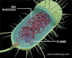 <p>plasmids and nucleoid (DNA)</p>