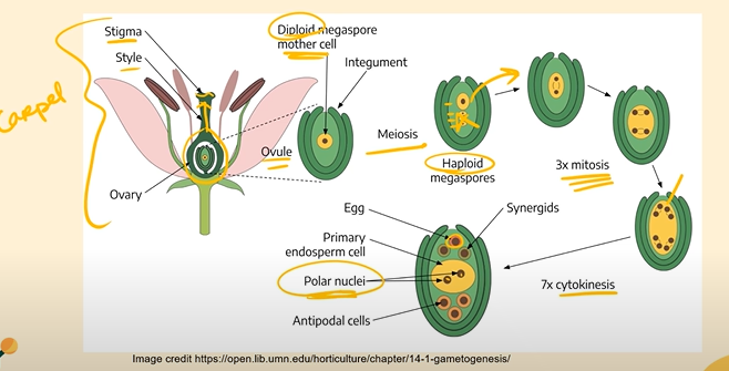<p>Ovules are specifically produced in the ovule inside the ovary of the flower (which is a part of the overarching carpel/pistil). Inside the ovule is the egg cell (which is the actual gamete)<br><br>Inside the ovule, a large diploid cell goes through meiosis to produce four haploid egg cells, But only one of these egg cells actually survives and continues to divide by mitosis to form female gametes.</p>