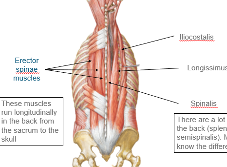 <p>erector spinae + splenius… (iliocostalis, longissimus, spinalis) + (splenius capitis, splenius cervicis)</p>