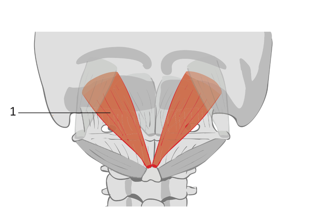 <p>what is this muscle </p>