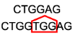 <p>→ New nitrogenous base pairs are <u>added</u> (or inserted) to the strand of DNA</p>