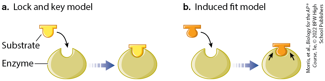 <p>the substrate and enzyme fit together like a key fits into a lock</p>