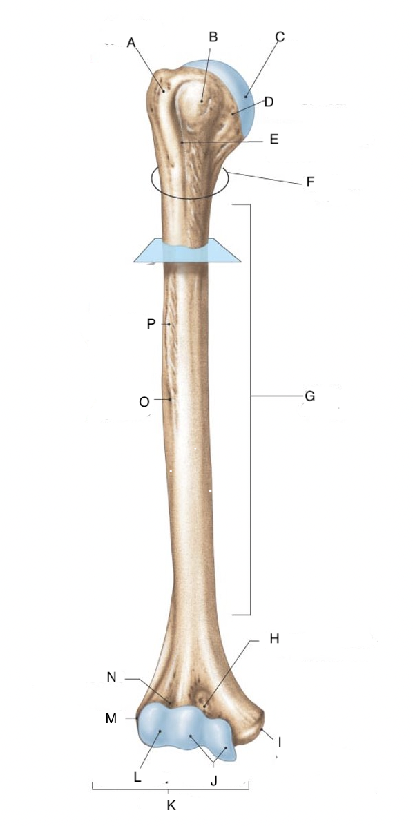 <p>K</p>
