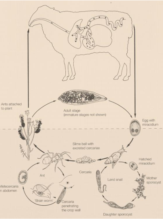 <p><strong>Dicrocoelium dendriticum </strong>(dicrocelidae spp.) - trematode</p><ul><li><p>Indirect LC, located in Bile ducts, gall bladder</p></li><li><p>IH: 1st: land/terrestrial snail, 2nd: Ant</p></li><li><p>FH: reptiles, birds, mammals</p></li><li><p>infective: metacercariae</p></li></ul><p><strong>Process</strong>: </p><ol><li><p>Eggs with miracidia in feces of FH (ru) → eggs eaten by 1st IH (snail)</p></li><li><p>miracidia → sporocyst → cercariae → respiratory chamber → shed from snail</p></li><li><p>ant eat slime ball with cercariae → intestine → metacercariae</p></li><li><p>FH eats ant, metacercariae excyst in SI. Worms migrate to bile duct and mature. </p></li></ol><p></p>