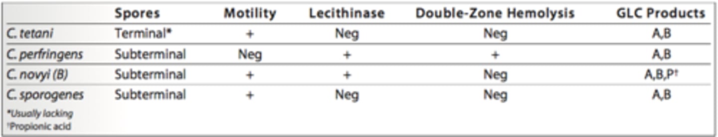 <p>Clostridium perfringens</p><p>Spores are generally not demonstrated from clinical specimens containing C. perfringens, which is the only species producing a double zone of hemolysis. The reactions in the chart above distinguish the four species listed.</p>