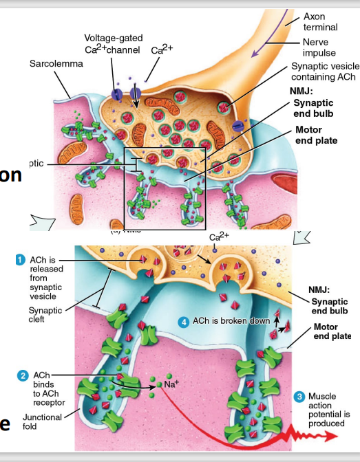 <p>Contraction: Action Potential Generation <strong>[7]</strong></p><p><strong><em>read na lang </em>to ayos pa</strong></p>