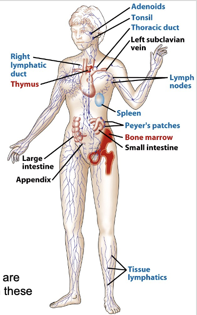 <p><span><strong><span>PRIMARY LYMPHOID ORGANS:</span></strong><span> are sites where lymphocytes mature and gain their specific Ag-receptors</span></span></p><ul><li><p>bone marrow</p></li><li><p>thymus</p></li></ul><p><span><strong><span>SECONDARY LYMPHOID ORGANS:</span></strong><span> provide sites where lymphocytes and Ag are forced together</span></span></p><ul><li><p>lymph nodes</p></li><li><p>spleen</p></li><li><p>mucosal lymphoid tissue</p></li></ul><p></p><ul><li><p><span><span>The blood stream and lymphatic system are critical for moving cells &amp; Ag to and from these organs</span></span></p></li></ul><p></p>