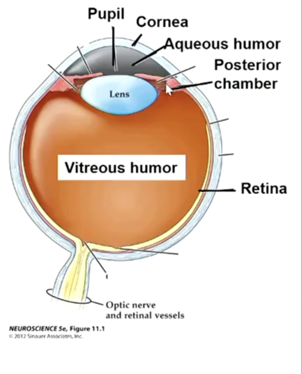<p>1. Aqueous humour</p><p>2. Vitreous humour</p>