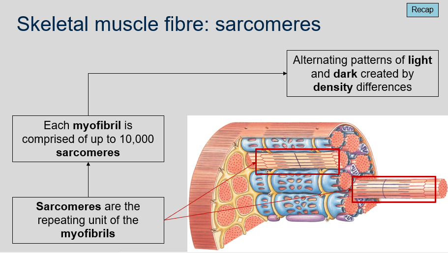 <ol><li><p>Sarcomeres are the repeating units of the myofibrils. They are the fundamental unit of muscle contraction.</p></li><li><p>Each myofibril can be comprised of up to 10,000 sarcomeres.</p></li><li><p>The alternating patterns of light and dark in sarcomeres are created by density differences. The lighter bands are called I-bands and are composed of thin actin filaments, while the darker bands are called A-bands and are composed of thick myosin filaments. The area where the two overlap is called the H-zone.</p></li></ol>