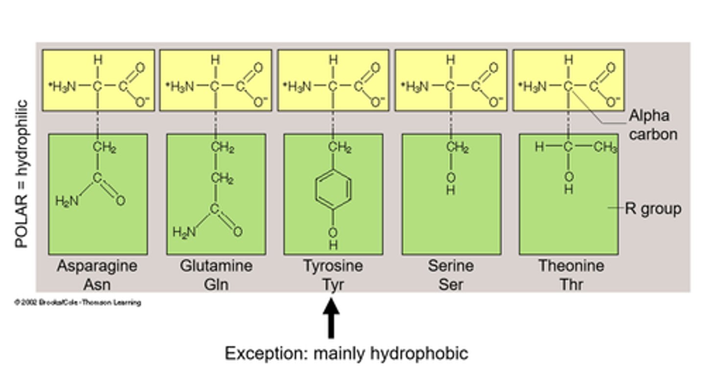 <p>Polar hydrophilic amino acids have side chains that can form hydrogen bonds with water, making them soluble in aqueous environments. These amino acids are crucial for protein interactions with water and other molecules.</p>