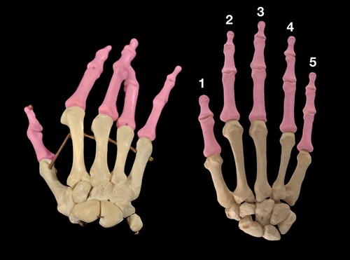 <p>(p.); finger bones</p>