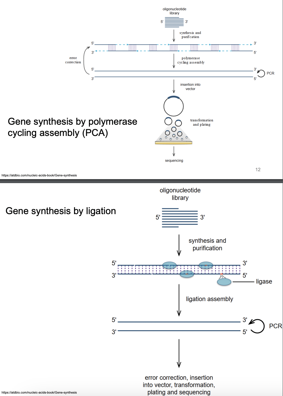 <p>Enumerate, explain <strong>2 ways through which artificial gene synthesis can be done</strong></p>