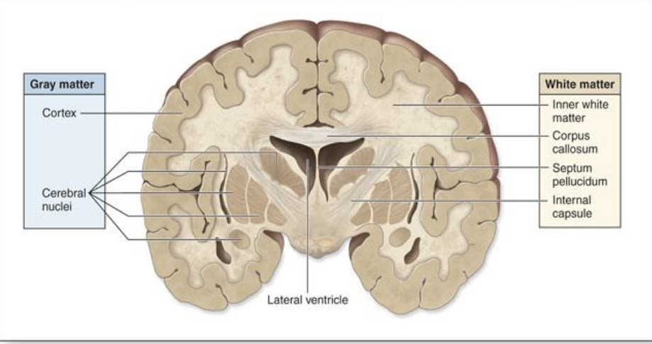 <p>gray matter: cell bodies, dendrites, and unmyelinated axons of neurons </p><p>white matter: myelinated axons of neurons </p>