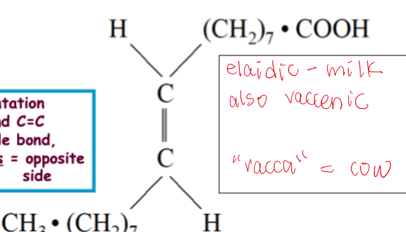 <p>formed in rumen and during processing vegetable oils</p><p>opposite side</p>