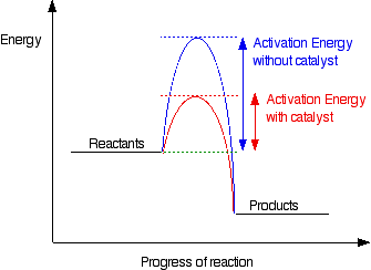 They provide an alternate reaction pathway with lower activation energy