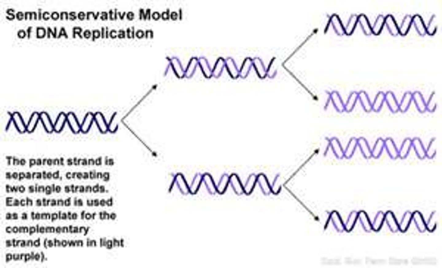 <p>Each half of an original DNA molecule serves as a template for a new strand, and the two new DNA molecules each have one old and one new strand.</p>