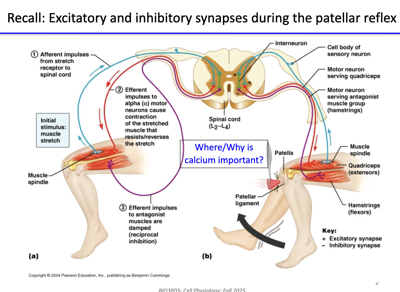 <ul><li><p>Linking muscle cell action potential → actual contraction</p></li></ul><p></p>