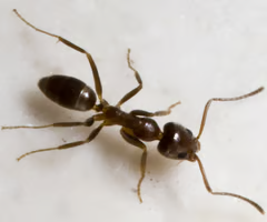 <p>An invasive ant species known for forming massive supercolonies and displacing native ants.</p><ul><li><p>Tend honeydew-producing plant pest: interferes w/ biological control</p></li><li><p>Displaces some native arthropods</p></li><li><p>Major urban / structural nuisance pest</p></li><li><p>Unicoloniality, individuals mix freely among separate nests</p></li><li><p>Vast population size / absence of intercolonial aggression in the introduced areas</p></li><li><p>similarity in cuticular hydrocarbon signature (colony odors)</p></li><li><p>Bite but cannot sting</p></li><li><p>Shallow nest in soil under rocks, logs, stepping stones, pavement</p></li></ul><p></p>