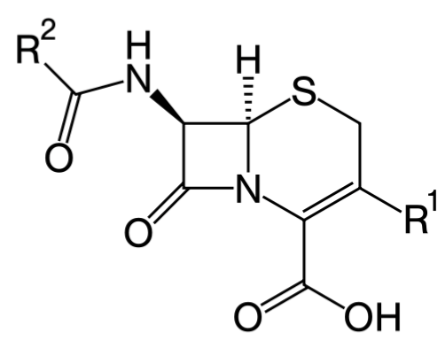 <p>Beta-lactam antibios from 1940s, isolated from <em>Acremonium strictum</em> spp from sewage</p><p>Structurally related to Penicillin G although cross resistance doesn’t necessarily occur</p><p>More resistant to beta-lactamases produced by Staph.</p><p>Can be more stable to pH and temp than Penicillin G, <strong>Broad spectrum, Bactericidal, Time-dependant antimicrobials</strong></p>