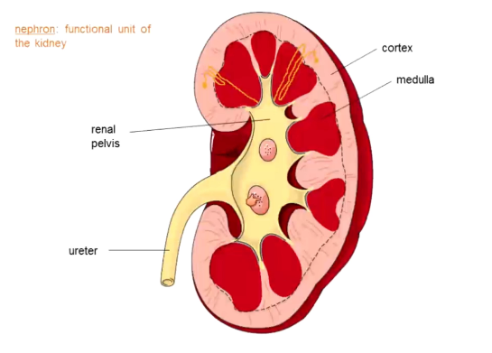 <p>Renal pelvis, ureter, cortex, medulla, nephron</p>
