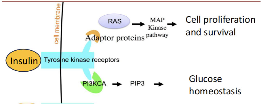 <p>Hijack growth promoting signaling pathways to sustain growth</p><ul><li><p>Cancer mutate gene in growth factor signaling pathways to grow in absence of signals</p><ul><li><p>i.e insulin signaling pathway where receptor is overexpressed in cancer leading to more proliferation</p></li></ul></li></ul><p></p>