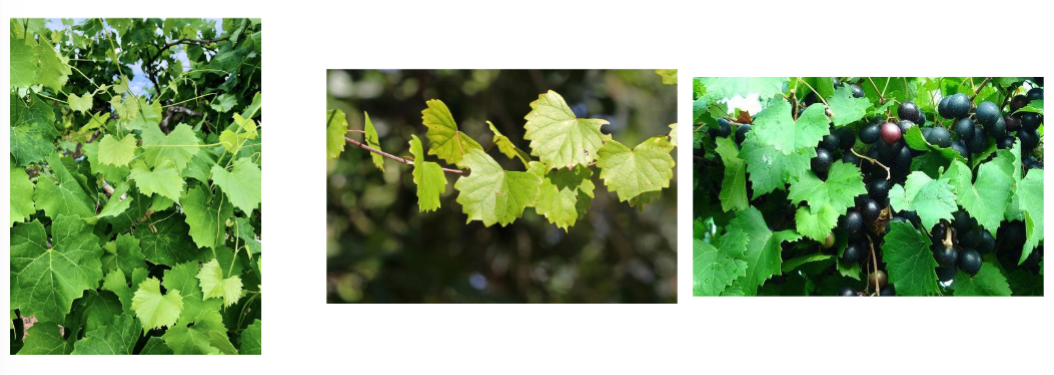 <p>Muscadine grape, vitaceae family</p><p>palmately lobed leaf</p><p>vines</p>