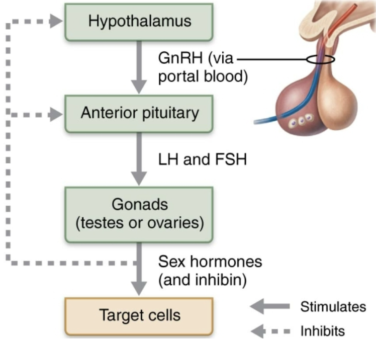 <ol><li><p><strong>Gonadotropin-Releasing Hormone</strong></p><ul><li><p>Released from <span style="color: purple;"><strong><mark data-color="purple" style="background-color: purple; color: inherit;"><span>hypothalamus</span></mark></strong></span> reaches anterior pituitary cells via hypophyseal portal system</p></li><li><p><span style="color: red;">Stimulates testes and ovaries through affecting the release of FSH and LH </span></p></li></ul></li><li><p><strong>Follicle-Stimulating Hormone (FSH)</strong></p><ul><li><p>Gonadotropins released from <span style="color: purple;"><strong><mark data-color="purple" style="background-color: purple; color: inherit;"><span>anterior pituitary</span></mark></strong></span></p></li></ul></li><li><p><strong>Luteinizing Hormone (LH)</strong></p><ul><li><p>Gonadotropins released from <span style="color: purple;"><strong><mark data-color="purple" style="background-color: purple; color: inherit;"><span>anterior pituitary</span></mark></strong></span></p></li></ul></li><li><p><strong>Sex Hormones</strong></p><ul><li><p><strong>Testosterone</strong> (males) &amp; <strong>Estrogen and Progesterone</strong> (female) → act at target tissues in body</p></li><li><p><span style="color: red;">Exert</span> <span style="color: blue;"><strong><span>negative feedback</span></strong></span> <span style="color: red;">on</span> <span style="color: purple;"><strong><mark data-color="purple" style="background-color: purple; color: inherit;"><span>hypothalamus</span></mark></strong></span> <span style="color: red;">and</span> <span style="color: purple;"><strong><mark data-color="purple" style="background-color: purple; color: inherit;"><span>anterior pituitary</span></mark></strong></span></p></li></ul></li><li><p><strong>Inhibin</strong></p><ul><li><p>Released from the <span style="color: purple;"><strong><mark data-color="purple" style="background-color: purple; color: inherit;"><span>gonads</span></mark></strong></span> of both male and female</p></li><li><p><span style="color: red;">Exert </span><span style="color: blue;"><strong><span>negative feedback</span></strong></span><span style="color: red;"> on FSH release from <span>anterior pituitary</span></span></p></li></ul></li></ol><p></p>